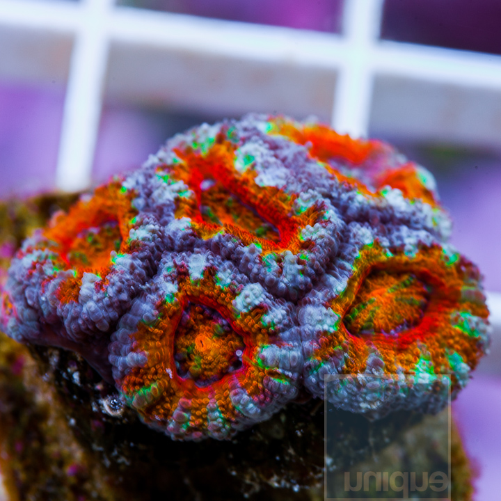 KM-1half-rainbow-acan-30--.jpg