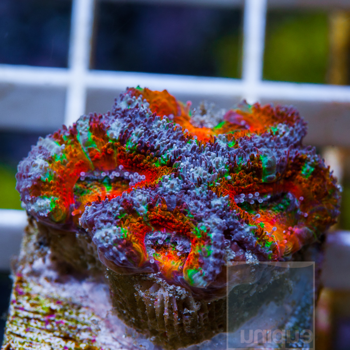 KM-1half-rainbow-acan-30-.jpg