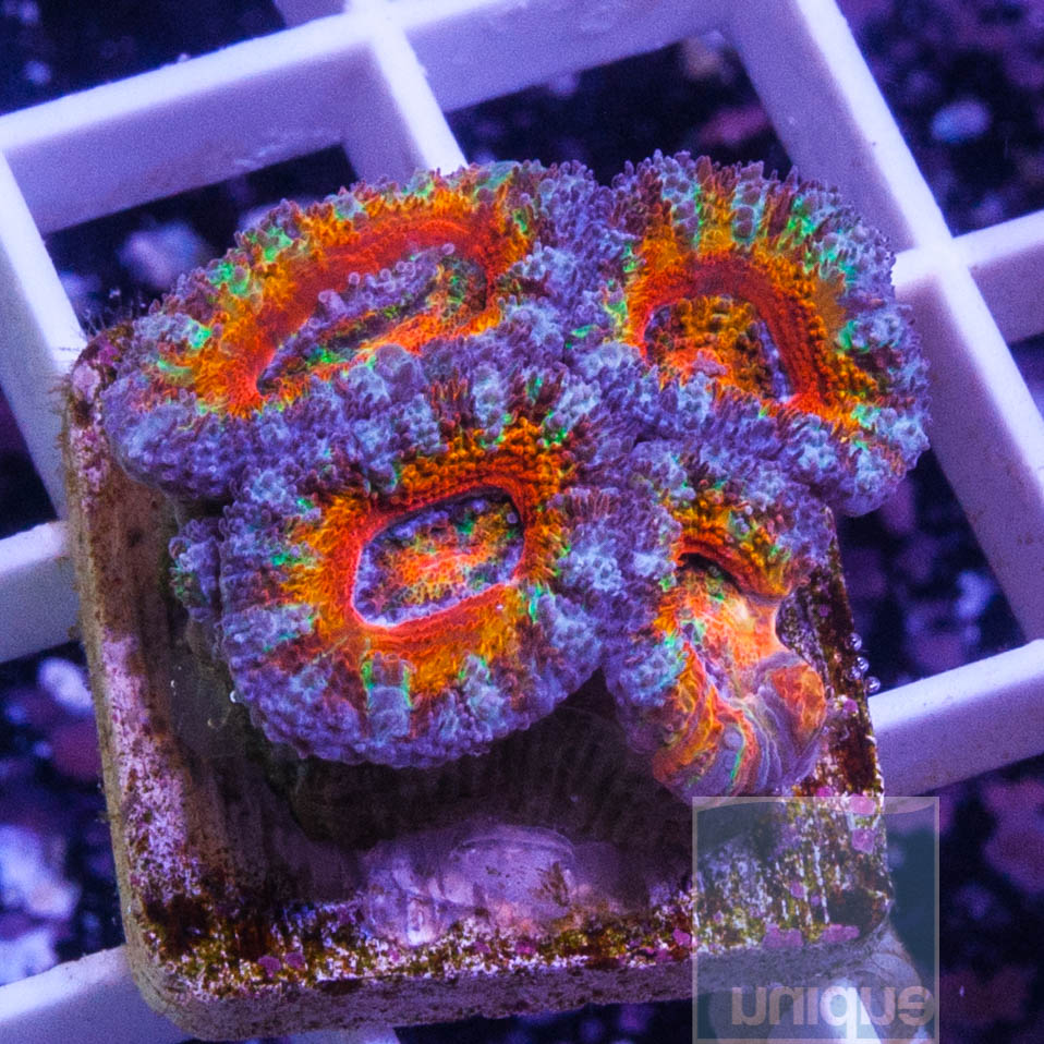 KM-1half-rainbow-acan-40.jpg