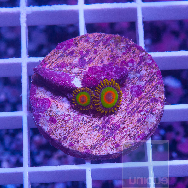 KM-2 polyps-rasta-zoas-35.jpg