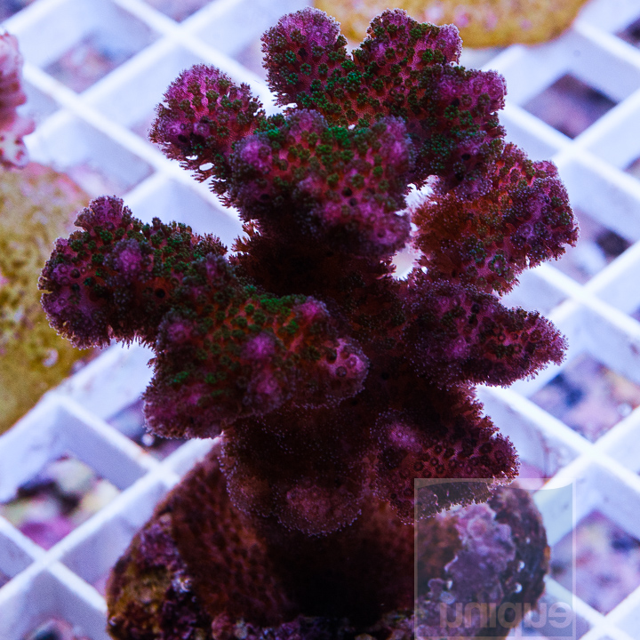 KM-2-purple-green-pocillopora-40.jpg