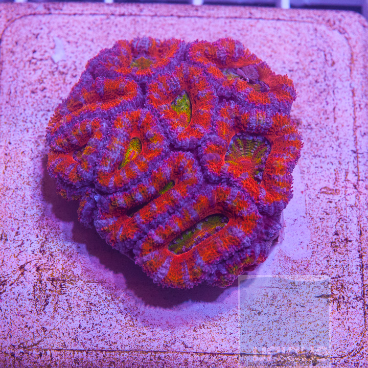 KM-2-rainbow-acan-lord-150.jpg