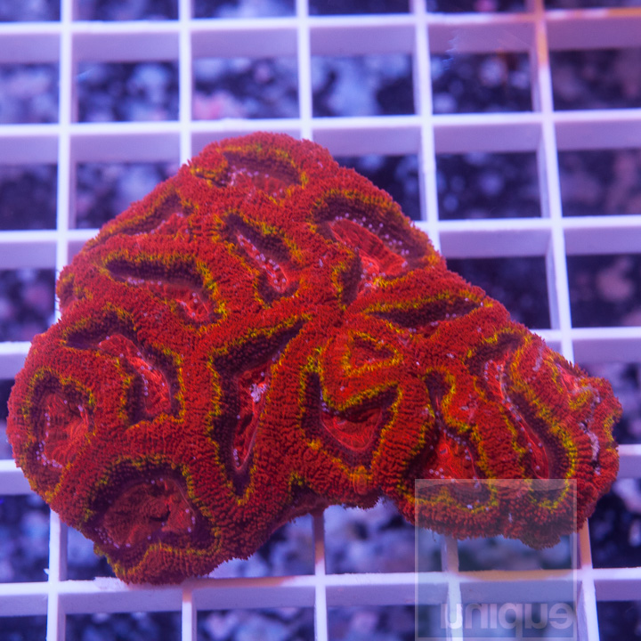 KM-2half-inferno-acan-lord-200.jpg