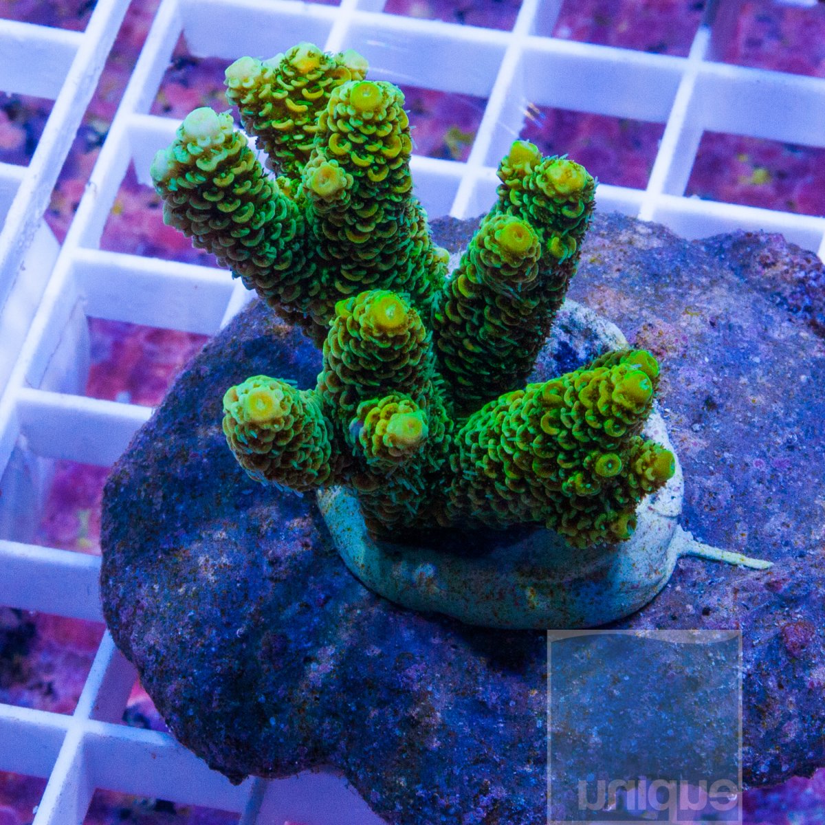 KM-3-millepora-sp-lime-millepora-85.jpg