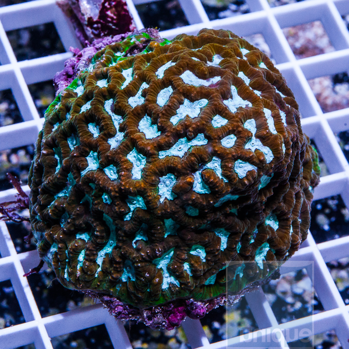 KM-3-multicolor-favia-colony-50.jpg