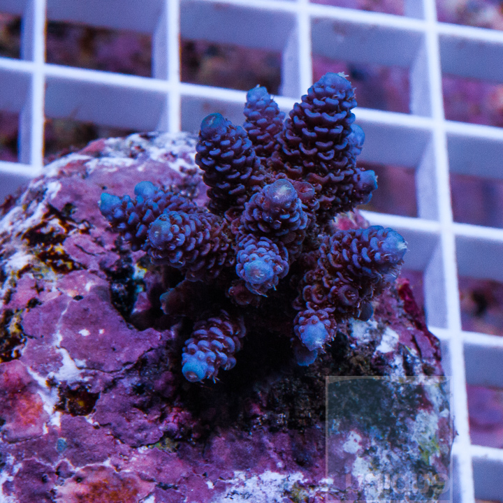 KM-3-superman-millepora-100.jpg