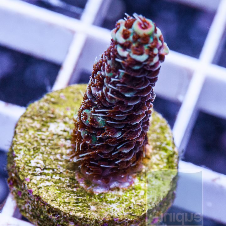 KM-millepora-10.jpg