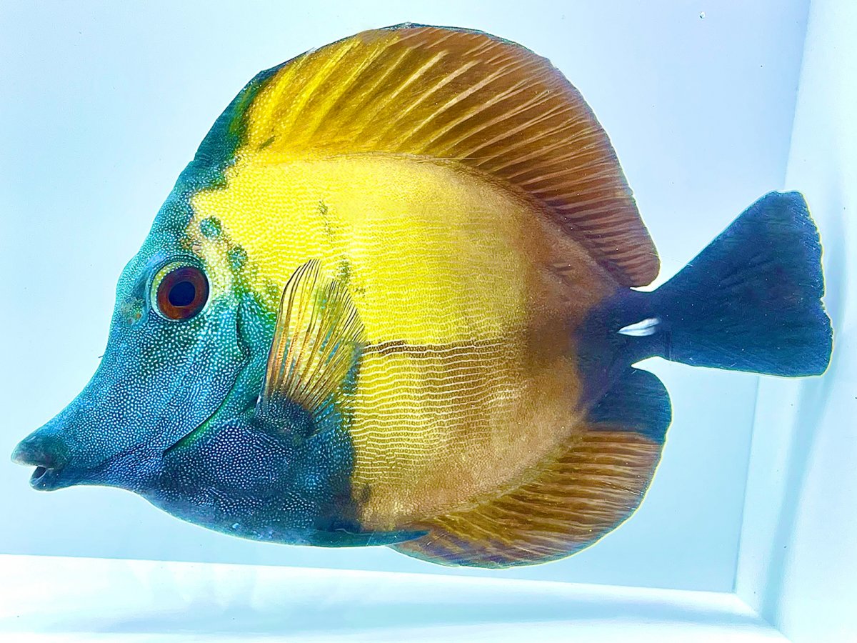 Koi Tang A 3.jpg