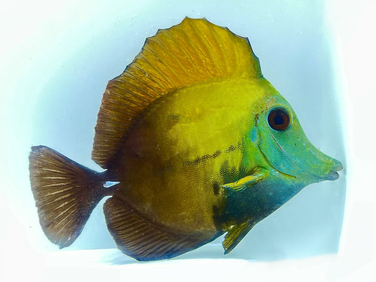 Koi Tang B 1.jpg