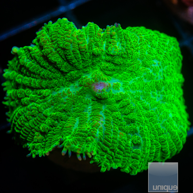 Kryoptonite Rhodactis 59 22.JPG