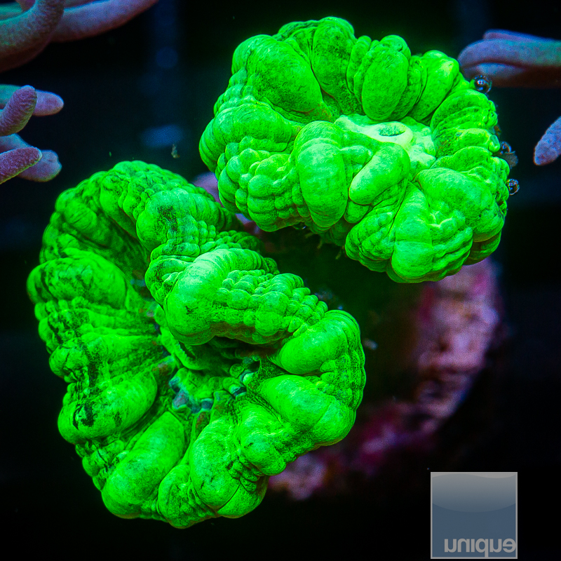 Kryptonite Candy Cane Coral 32 20.JPG