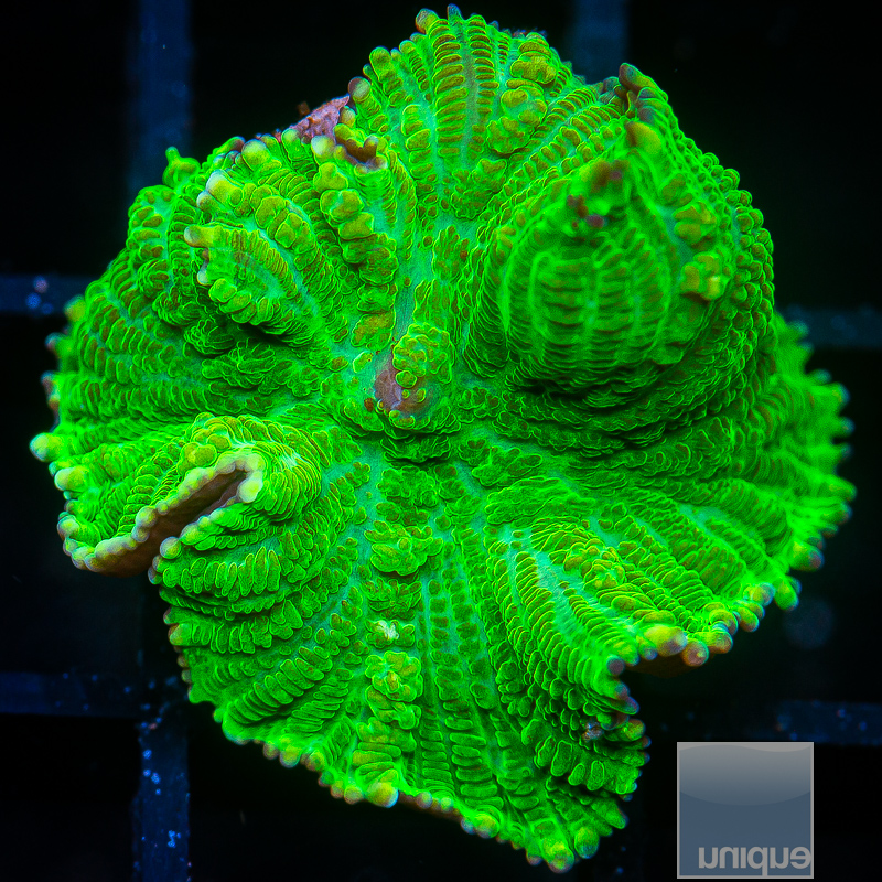 Kryptonite Rhodactis 69 20.JPG