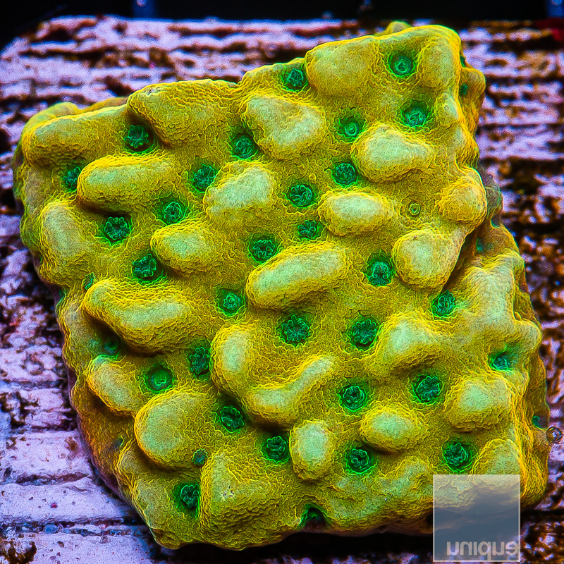 Kung Pao Montipora 69 35.JPG