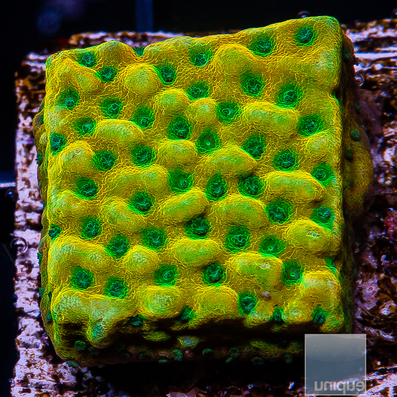 Kung Pao Montipora 69 36.JPG