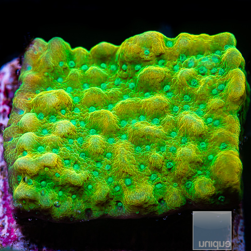 Kung Pao Montipora 69 36.JPG