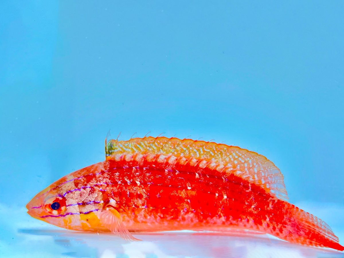 Kwazulu Wrasse.jpg