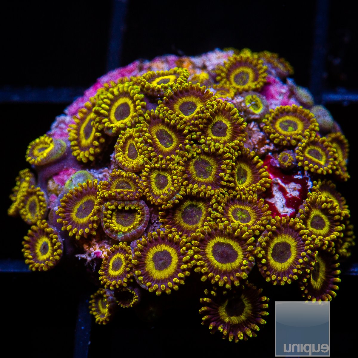 LA Laker Zoanthid colony 249 110.JPG