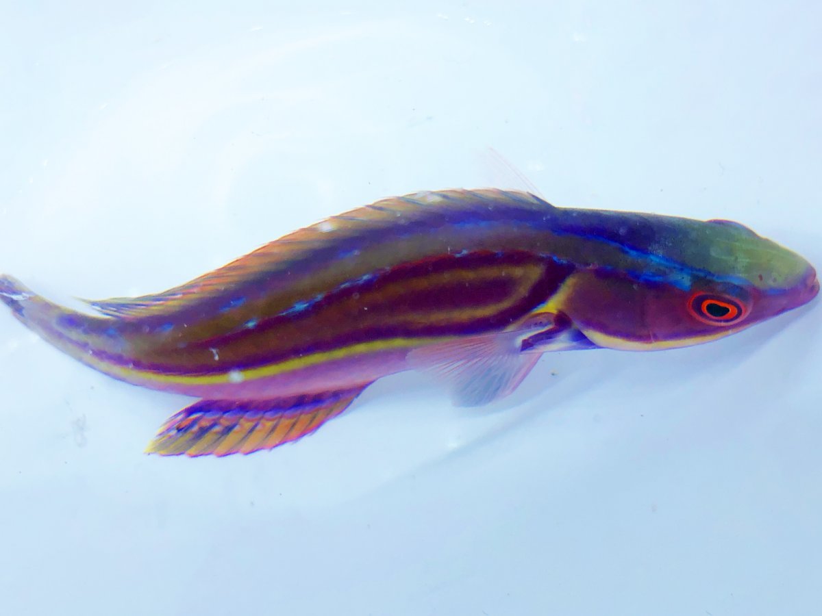 Labouti Wrasse.jpg