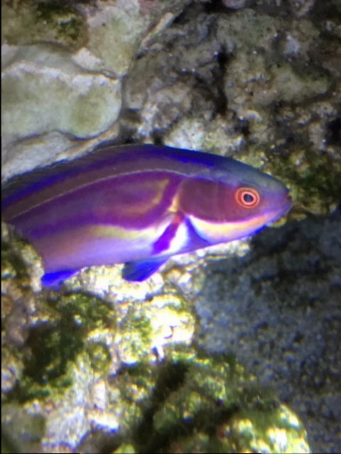 Labouts Fairy Wrasse.JPG