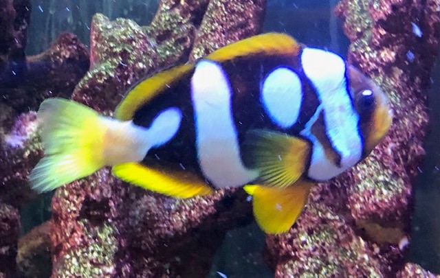 large female clarkii.jpg