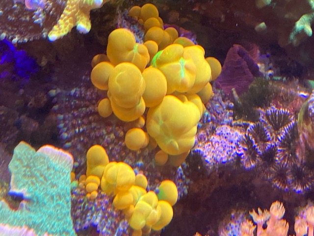 Large WWC OG Bounce Mushrooms in Craft Aquatic 120 Mixed Reef.jpg