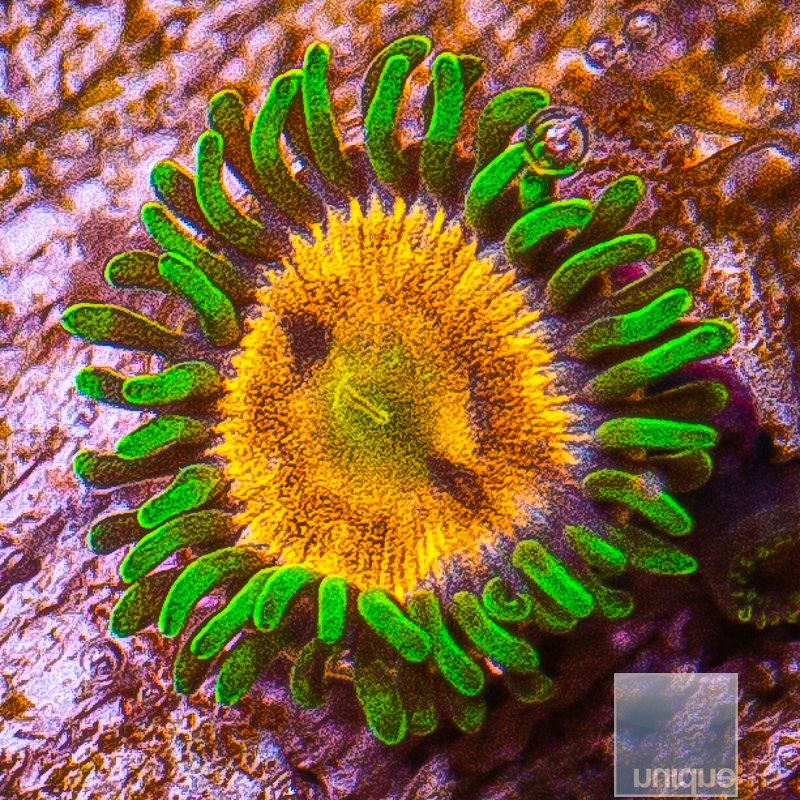 Laser Lemon Zoanthid 15 5.JPG