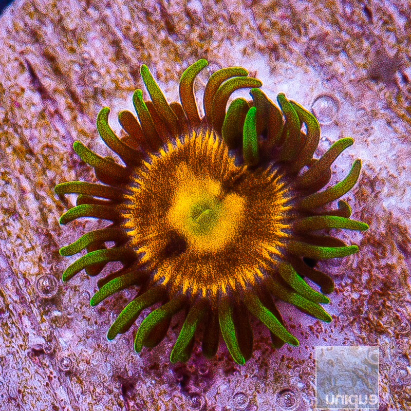 Laser Lemon Zoanthid 15 6.JPG