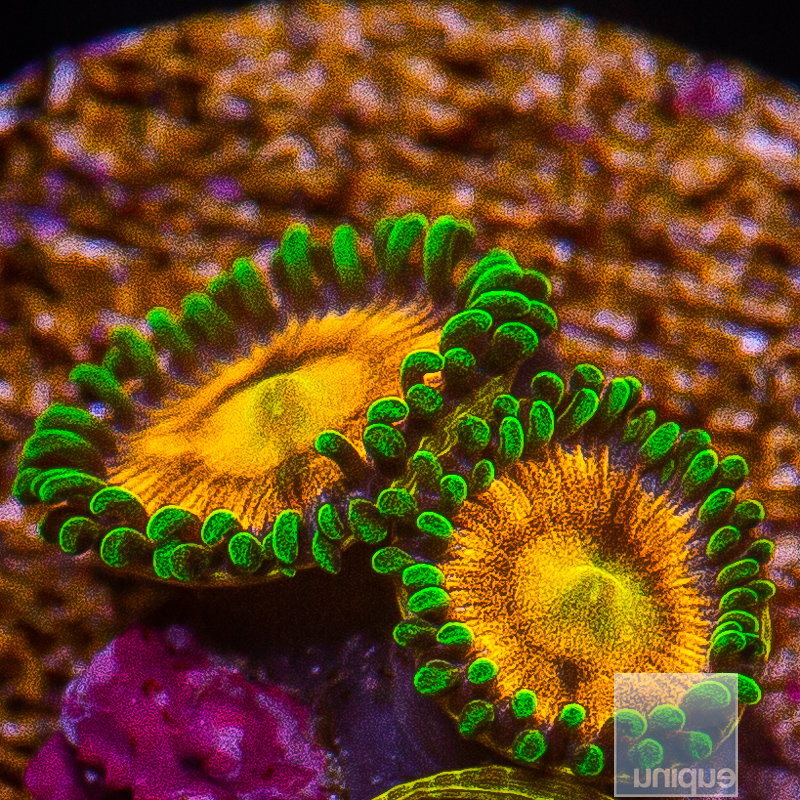 Laser Lemon Zoanthid 29 16.JPG