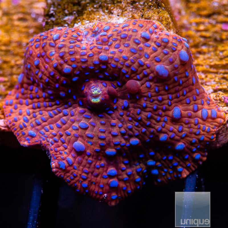 Lava Lamp Mushroom 29 10 (1).JPG