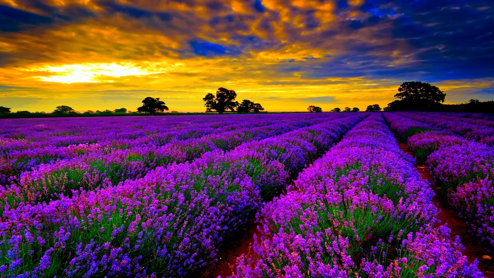 Lavender-Fields-sky-www.tourismprofile.com-.jpg