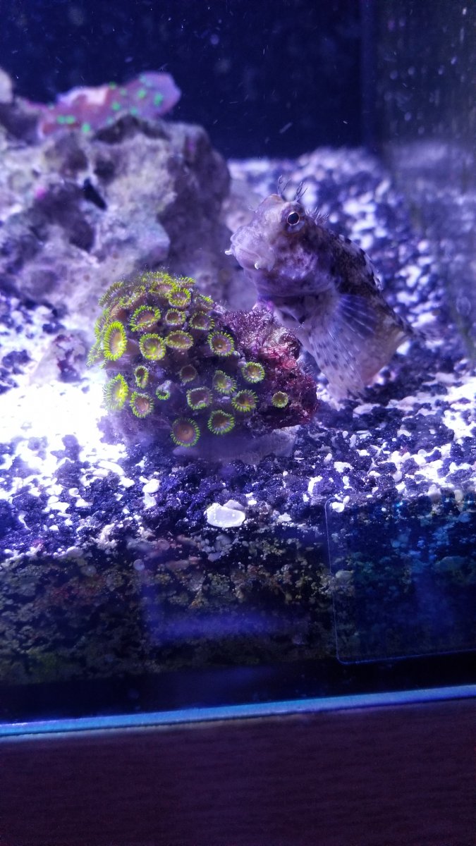 Lawnmower blenny and radioactive dragon eyes.jpg