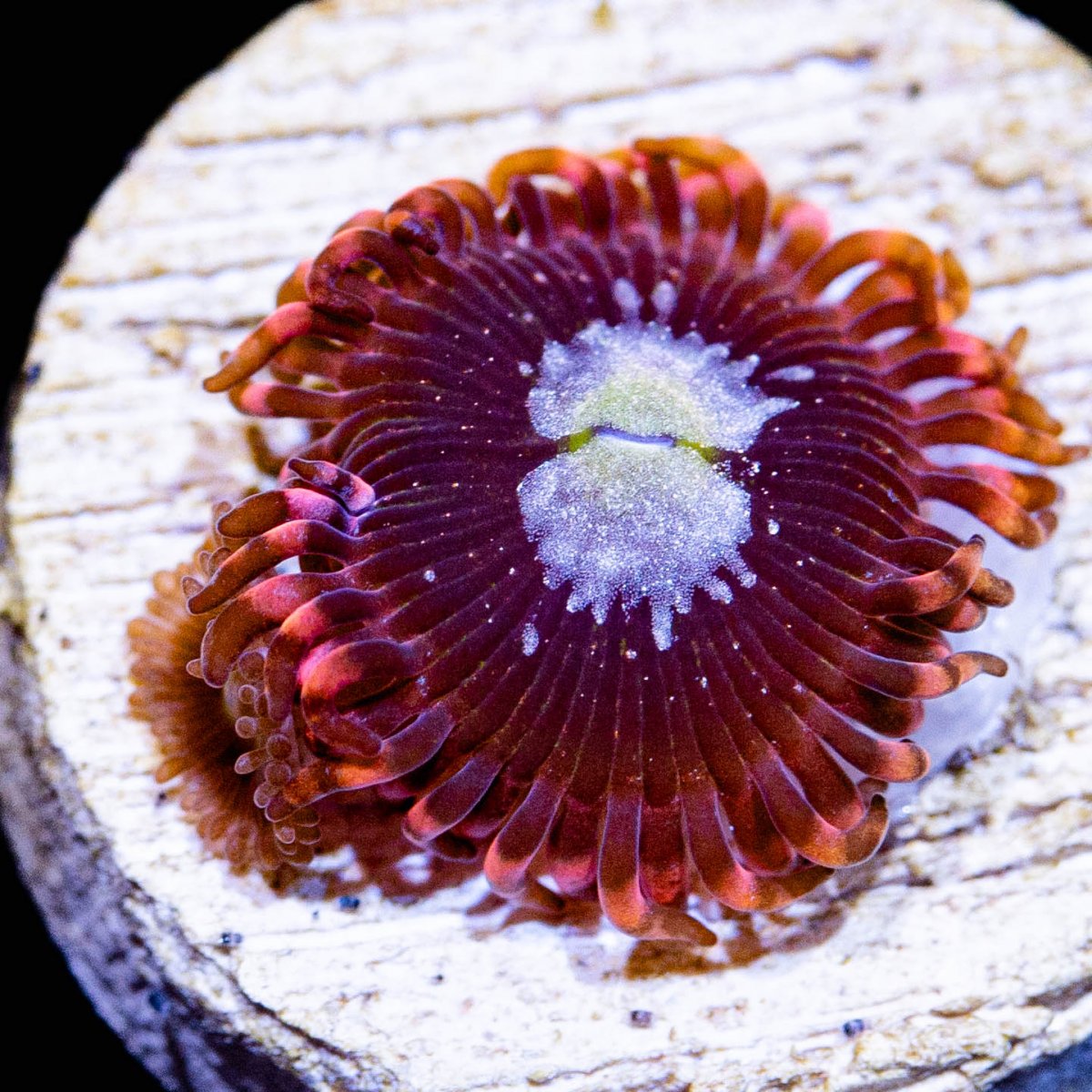 LC Carnage Zoanthids 1.jpg