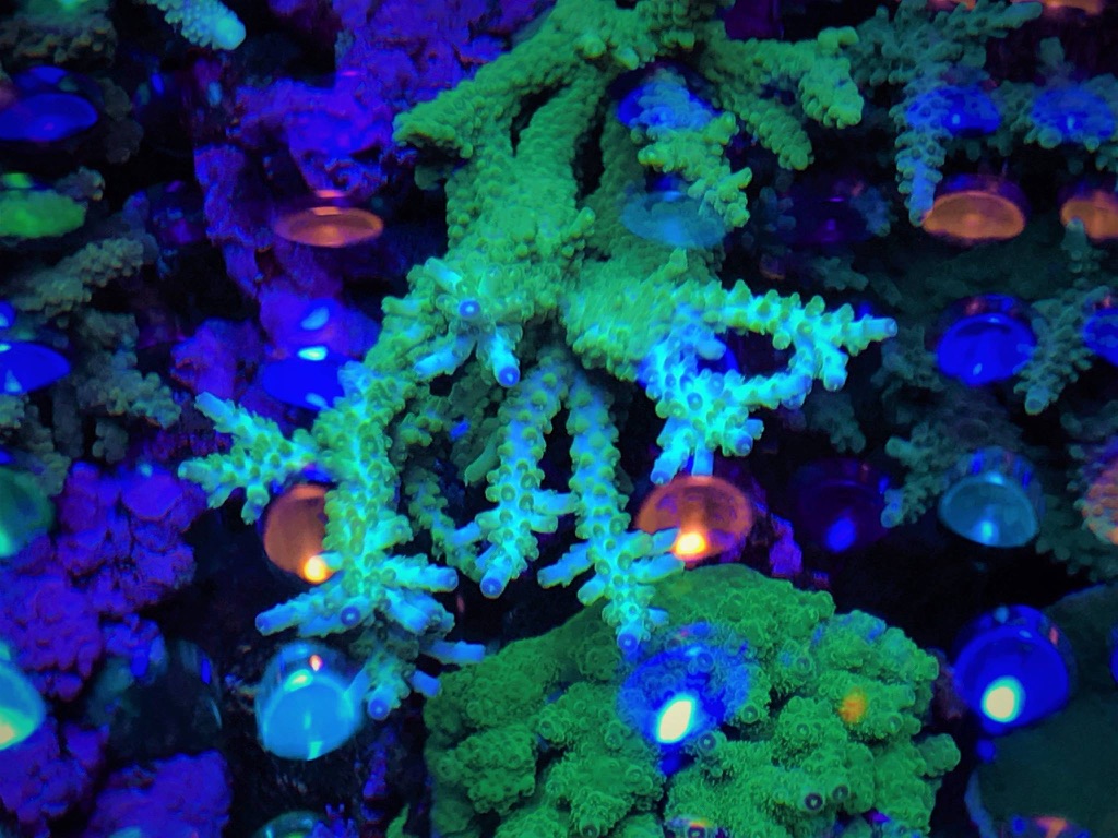 LED Aquarium lighting Orphek Atlantik10.jpg