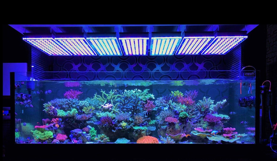 LED Aquarium lighting Orphek Atlantik13.jpg