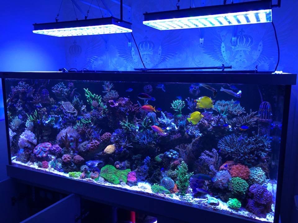 LED Aquarium lighting Orphek Atlantik28.jpg