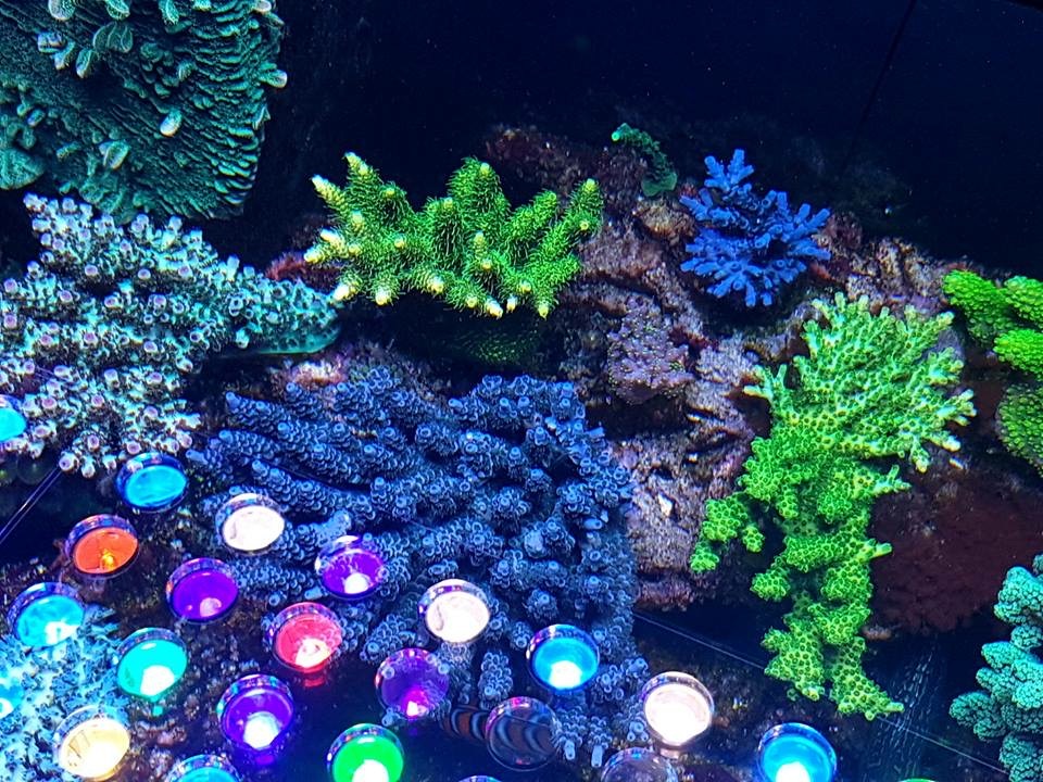 LED Aquarium lighting Orphek Atlantik30.jpg