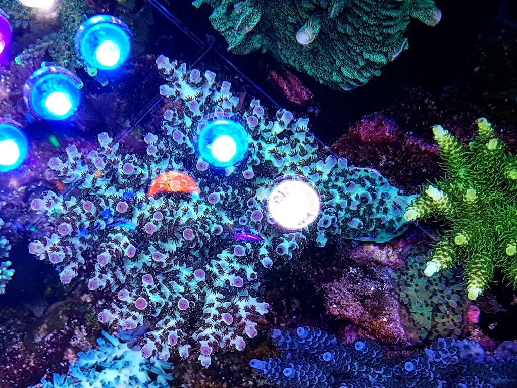 LED Aquarium lighting Orphek Atlantik31.jpg