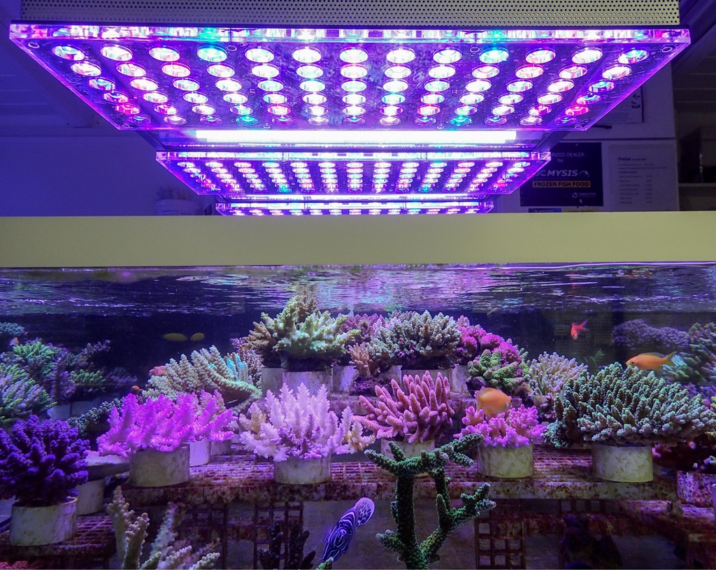 LED Aquarium lighting Orphek Atlantik33.jpg