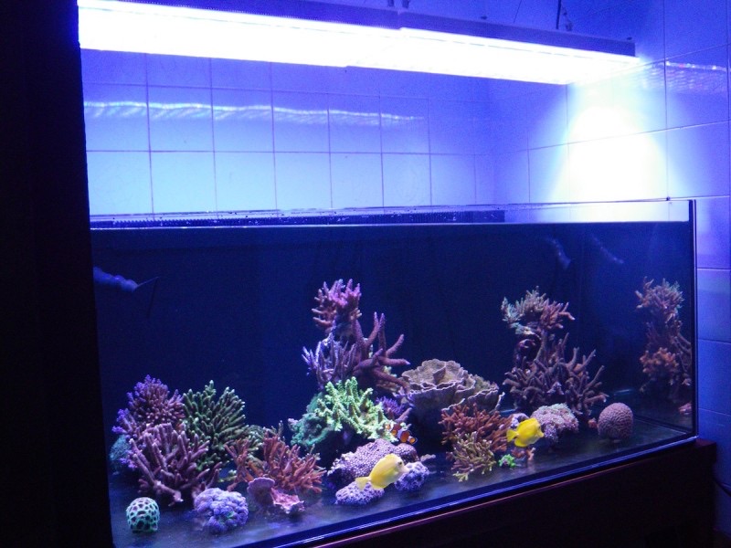 LED Aquarium lighting Orphek Atlantik35.jpg