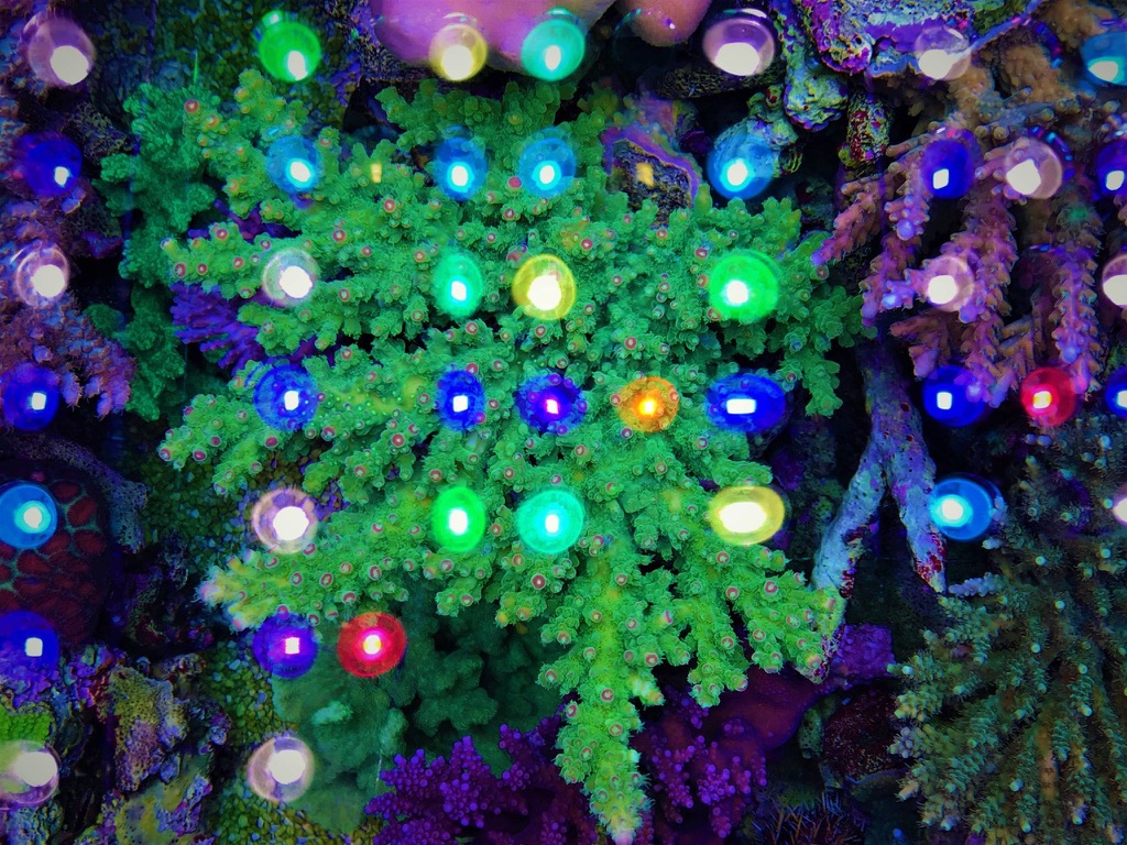 LED Aquarium lighting Orphek Atlantik46.jpg