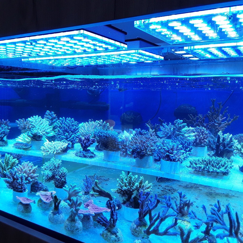 LED Aquarium lighting Orphek Atlantik48.jpg
