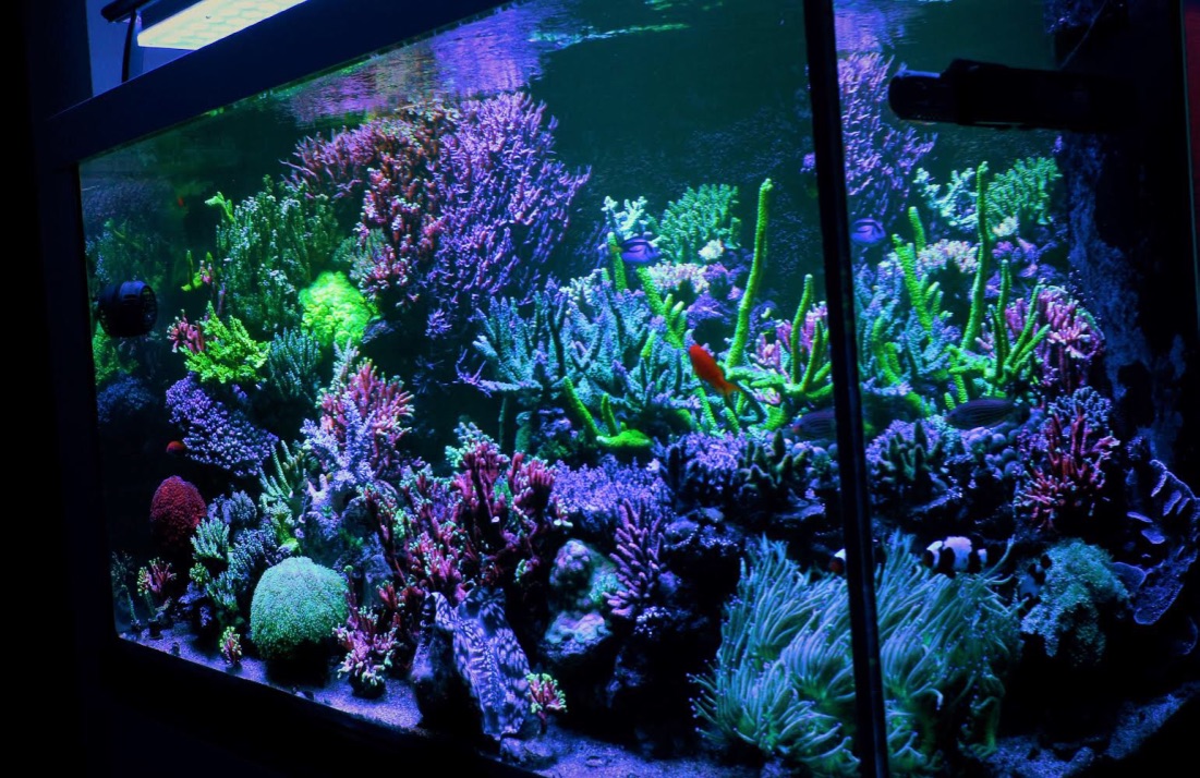 LED Aquarium lighting Orphek Atlantik53.jpg