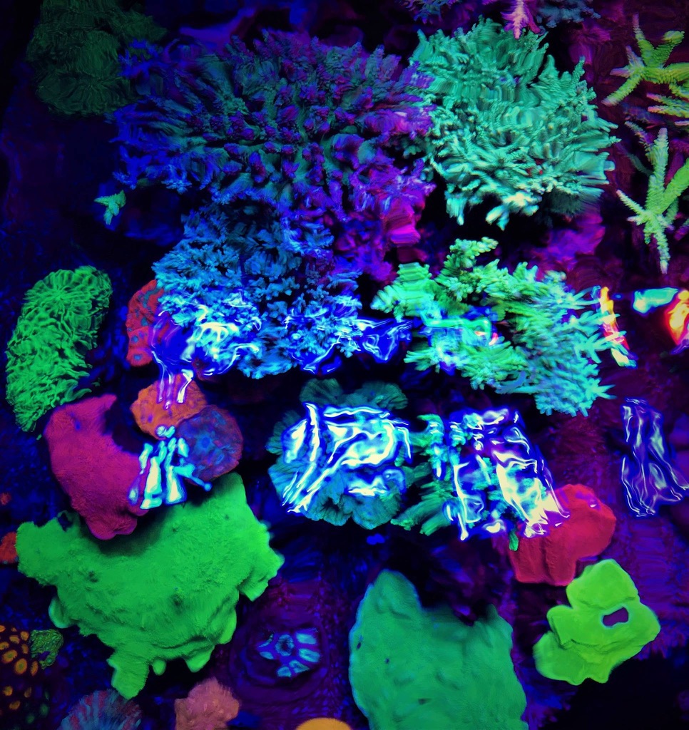 LED Aquarium lighting Orphek Atlantik54.jpg