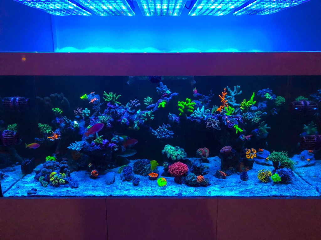 LED Aquarium lighting Orphek Atlantik68.jpg