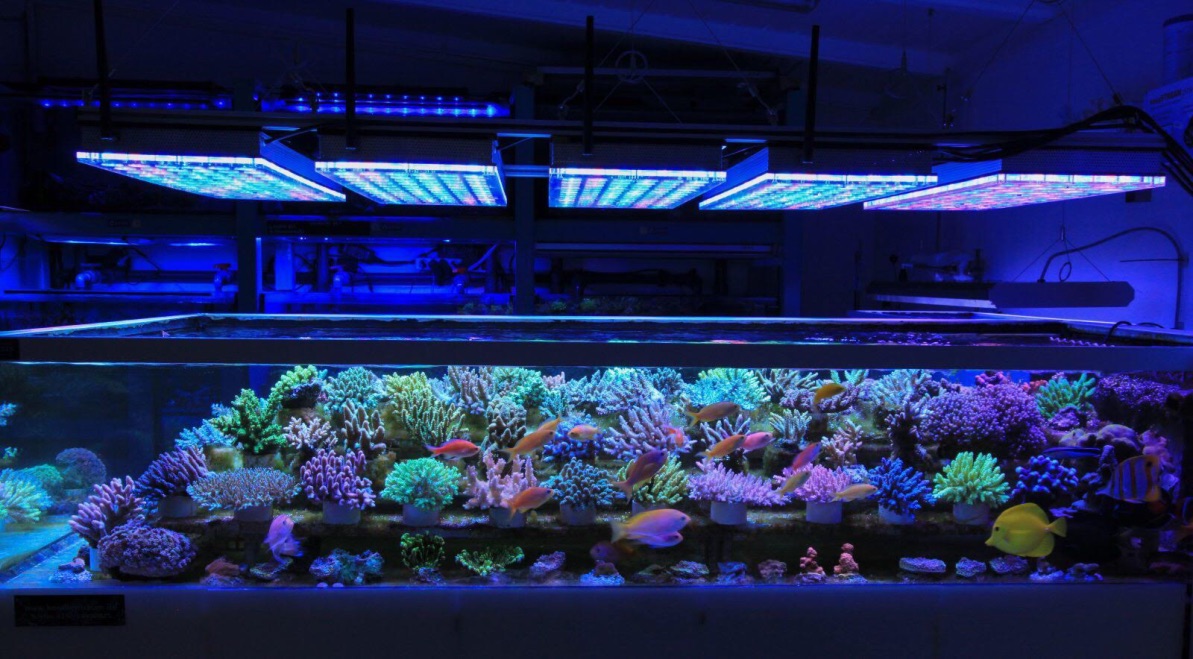 LED Aquarium lighting Orphek Atlantik70.jpg