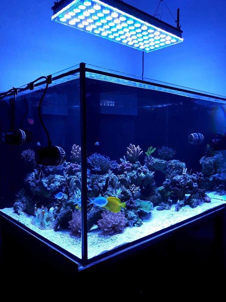 LED Aquarium lighting Orphek Atlantik75.jpg