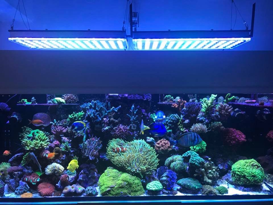 LED Aquarium lighting Orphek Atlantik78.jpg