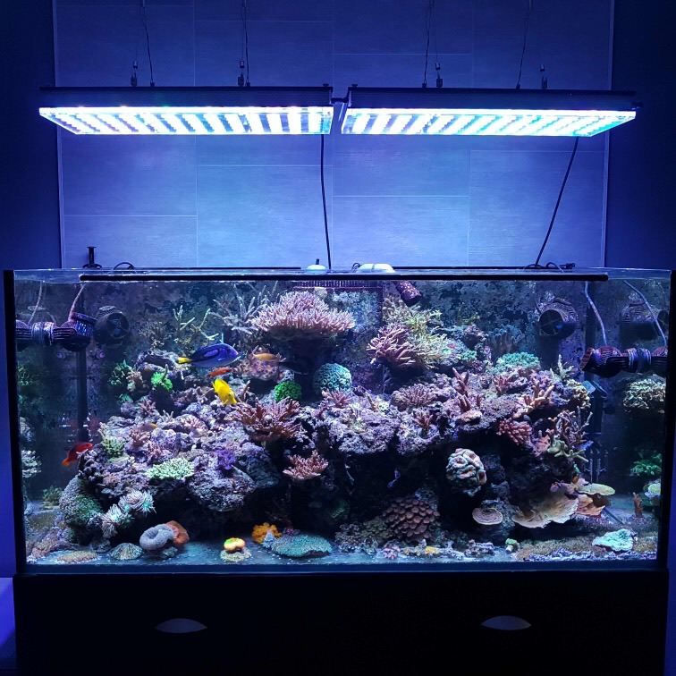 LED Aquarium lighting Orphek Atlantik82.jpg