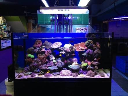 LED Aquarium lighting Orphek Atlantik85.jpg