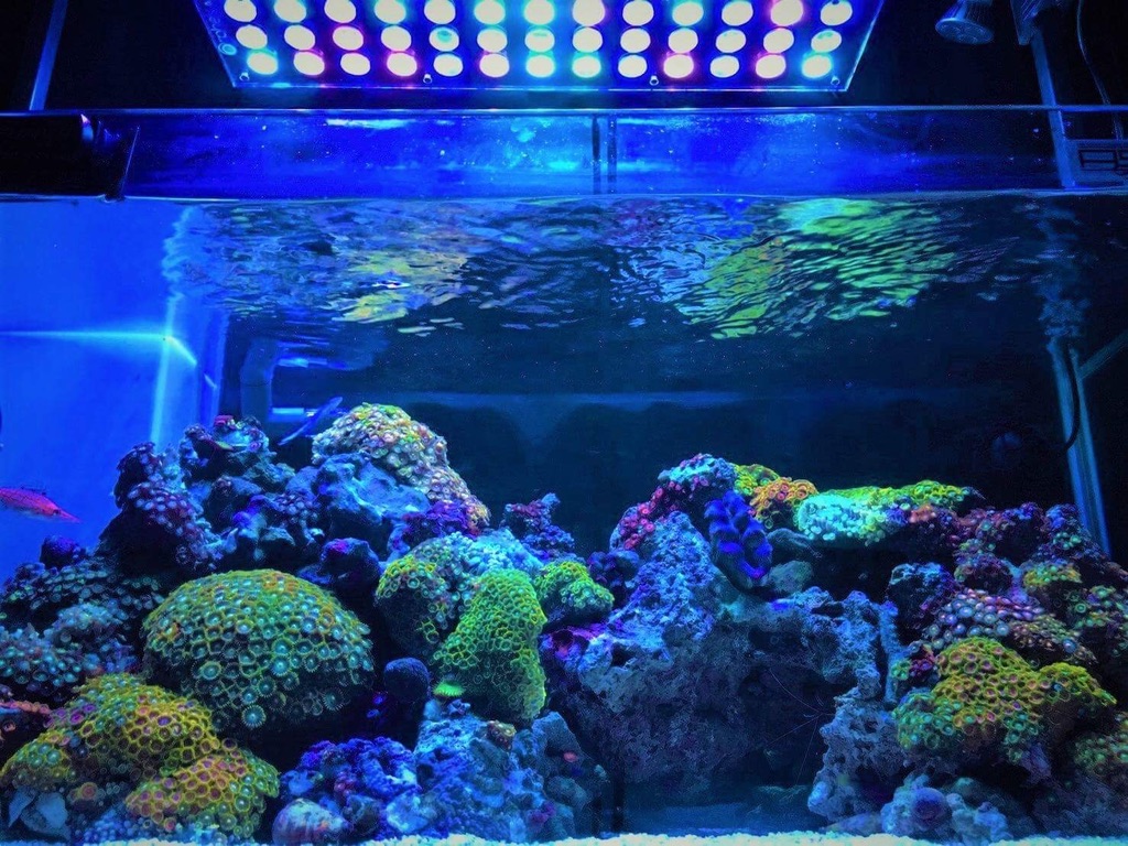 LED Aquarium lighting Orphek Atlantik86.jpg